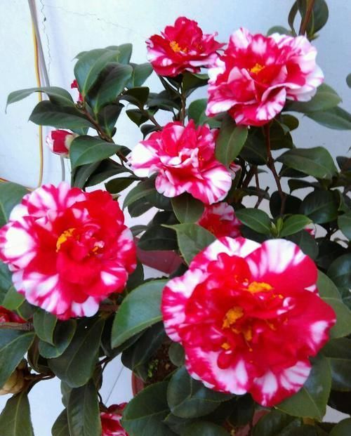  #枝繁叶茂#这四款花养护简单花期长，常年开花不断，花开枝繁叶茂，优雅多姿