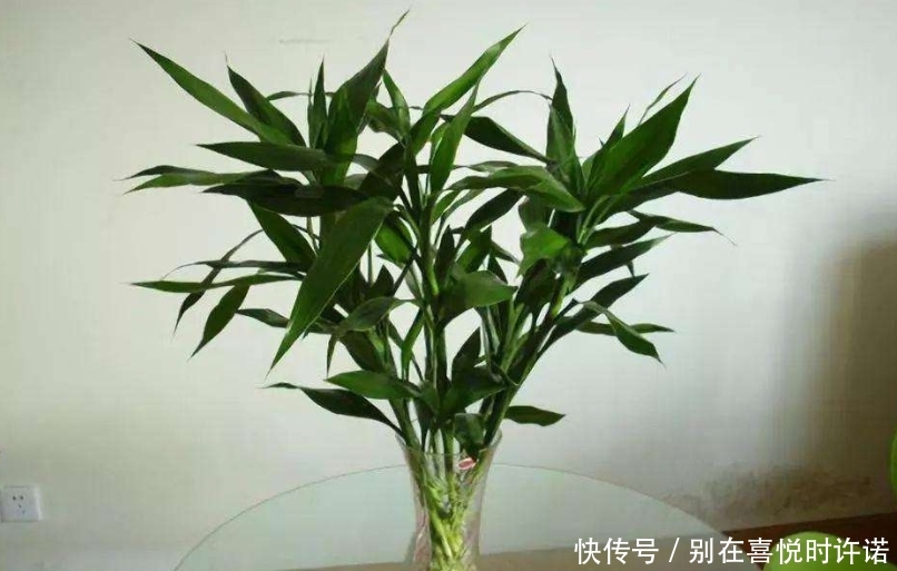 『净化空气』甲醛“杀手”大合集,这6种植物点缀家居,有益健康观赏性十足