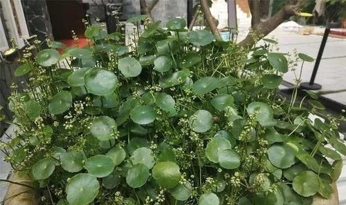  【巴掌】潍坊大姐家里十盆铜钱草，叶子比巴掌都大，多的送邻居，真是羡慕