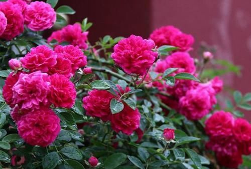  「花墙」有院子的花友不要错过此花，花色鲜艳，浓香四溢，一年就开成花墙