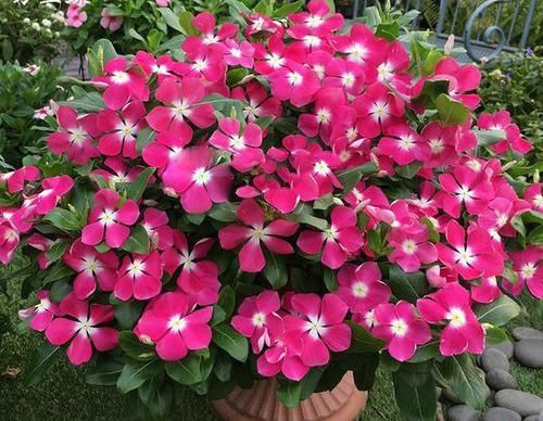 「修剪」这花就叫“天天开”,咔咔一通剪,长成“小花树”,繁殖几十盆