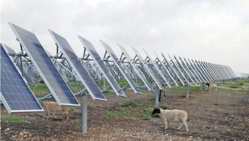  我国：我国在发电站放了几千只羊，世界难题就这样被解决，西方