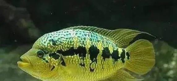  #水族市场上#美洲慈鲷之美，您细品