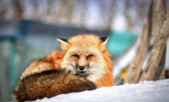 日本最小的雪乡,50多座茅草屋没有炕,冬季却供不应求