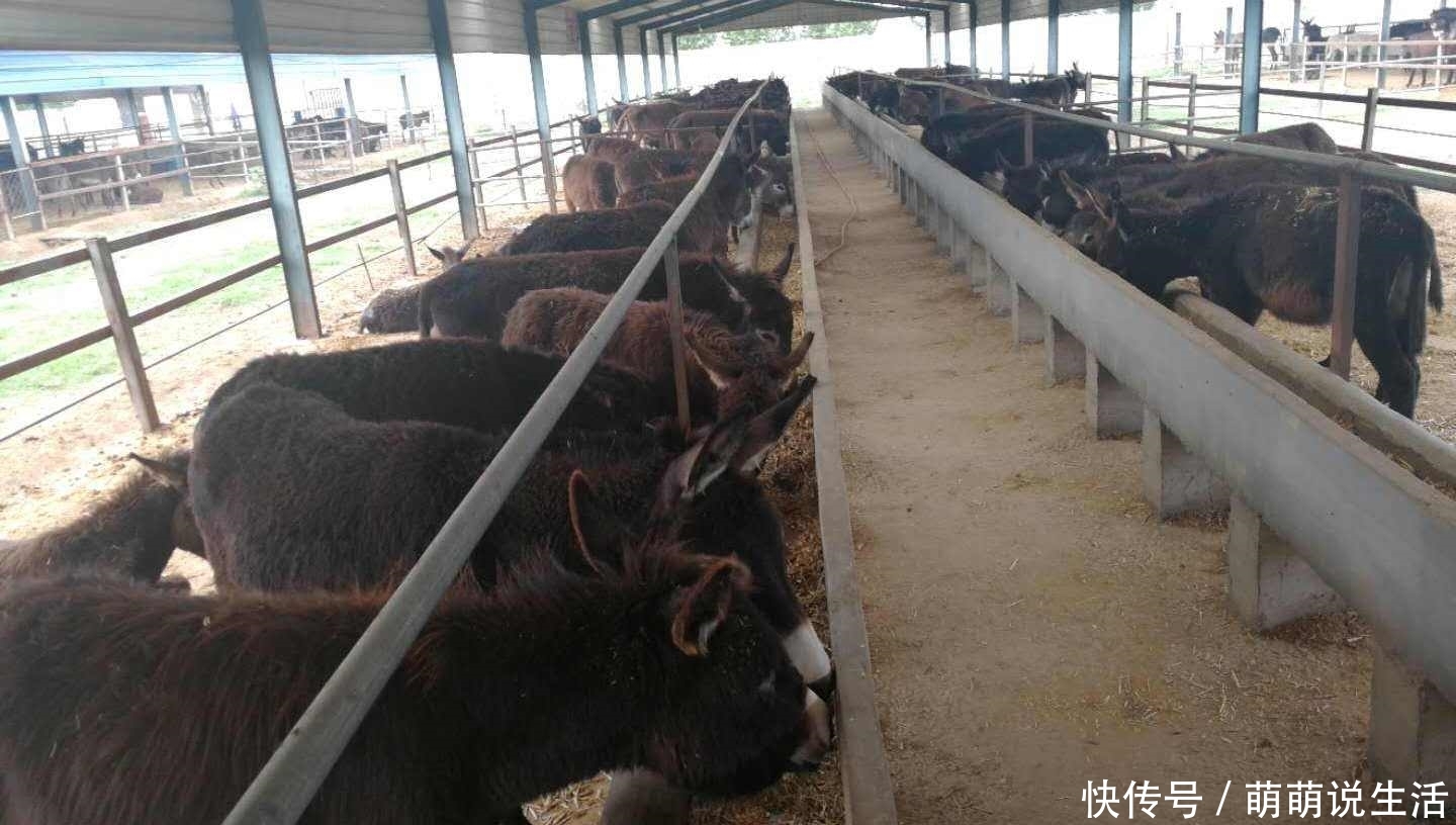  驴皮：一张驴皮能卖千把元，一头驴也能卖上万元，那为啥农民不