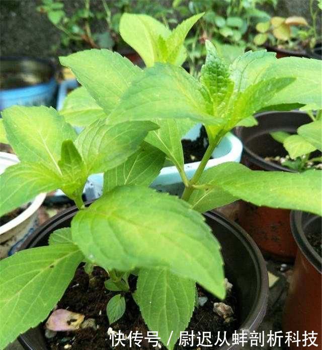 『绣球花』绣球花没花苞?晒太阳、给点肥,6月开出一个个漂亮大花球