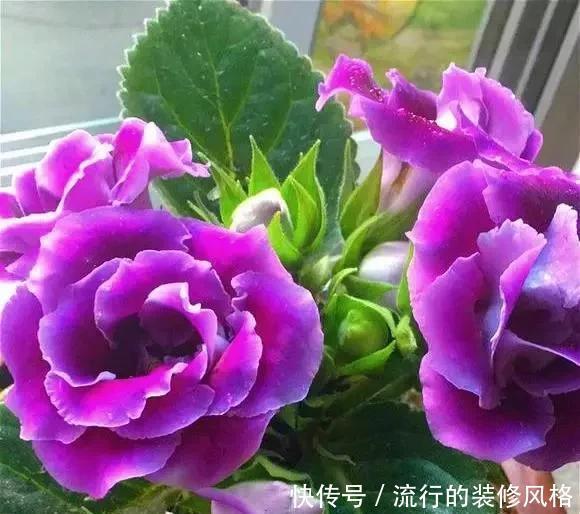  落雪泥|最漂亮的盆栽花，一年到头开花不断，好看又好养 ？