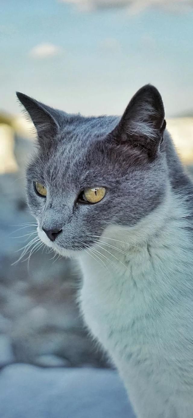  『星球』80张超可爱的猫咪壁纸丨我来自喵星球，来地球只是为了遇见你