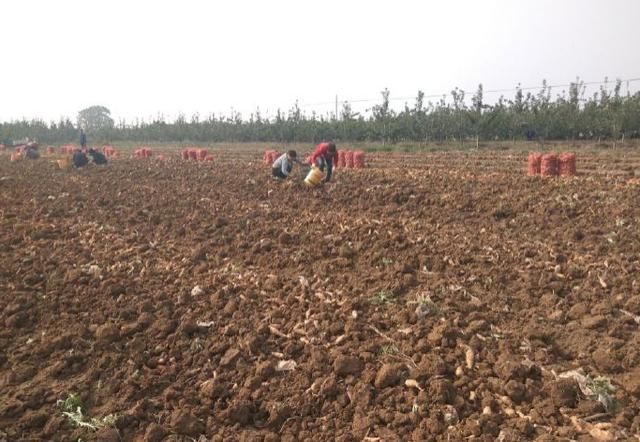 这野草农村满山都是，块茎似地瓜价值高，城里人却当个宝