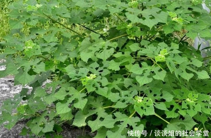 这野果形似杨梅，在农村遍地有但没人要，城里人1斤30元抢着买