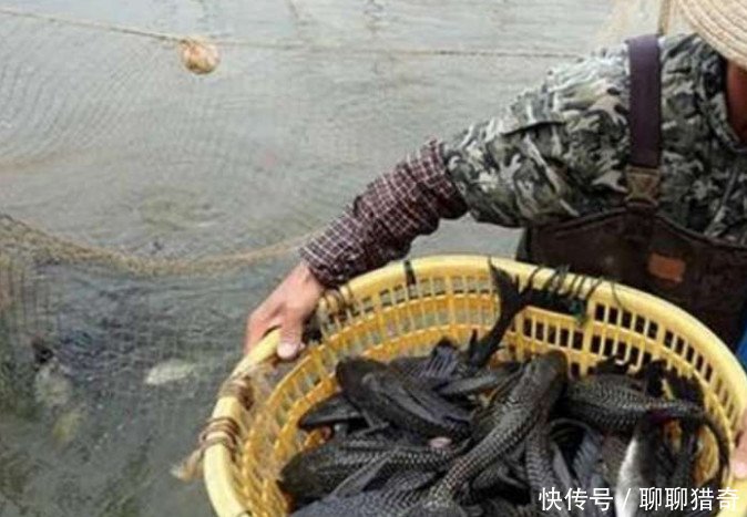 农民将刚承包的废旧池塘抽干，水底的东西让他家在村子里被人眼红