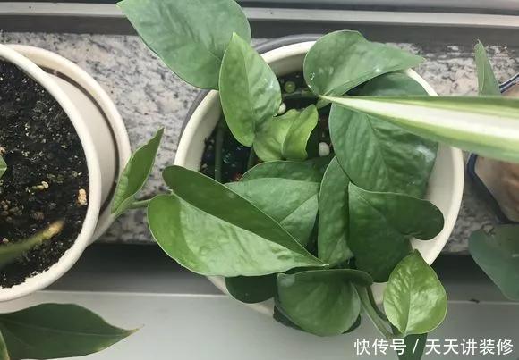  『绿萝』养花技巧：春天赶紧扦插绿萝，扯根枝插3盆，5种方法个个好活！