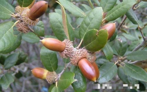  【橡子】儿时用“它”当玩具，如今价值极高，40元一斤，你们认