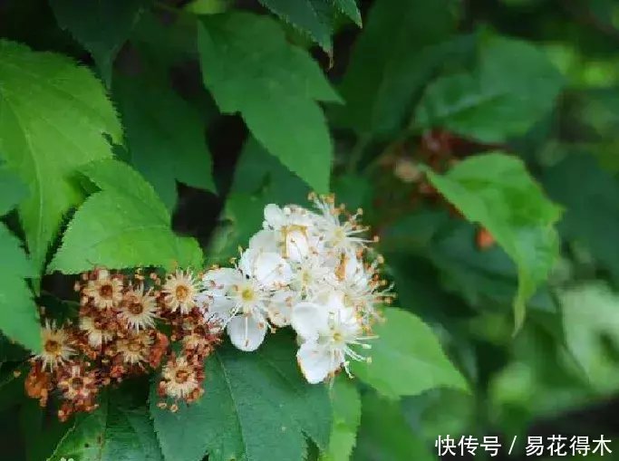 『变叶』海棠鉴赏|变叶海棠和花叶海棠的辨识与鉴赏