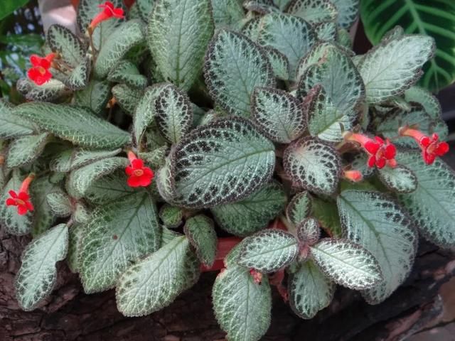 「家里」这花就叫“喜荫花”,光照不足都能开花,太美了!