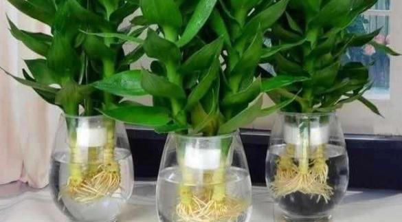  贵竹盆栽■富贵竹水培生根有诀窍,跟着学“多久换一次水”,养得叶绿根壮