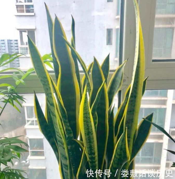 「家里」“3种花”养家里,人养花,花也养人,空气清香去异味,漂亮好养