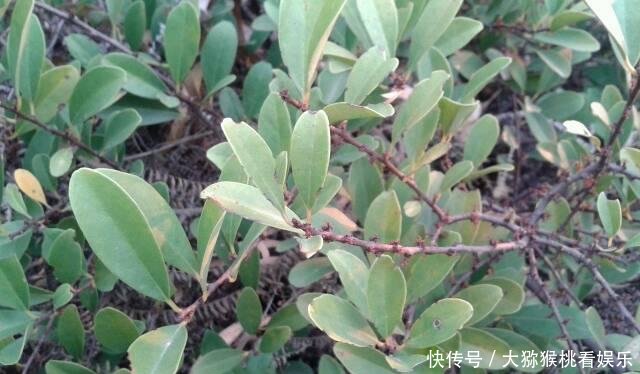  『果子』一种野生植物名叫“入地龙”，果子酸酸甜甜，曾是小时候的零食！