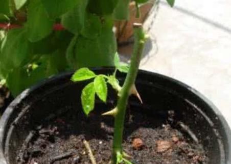 【花钱买】还在花钱买这3种植物？别傻了，“掰根枝”插土里，30天就生根！