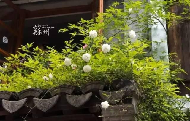 『之美』中式园林,中国人的造梦艺术