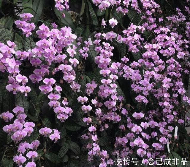  [家里]家里采光差春节买些耐阴花，不见光也嗖嗖长，开成一面大花墙