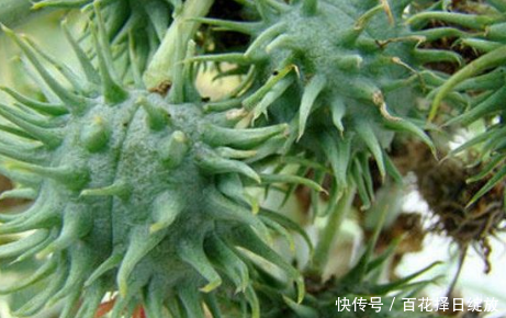 它的根和叶不能吃，果实还有毒性，市场缺口却巨大，种植前景可观