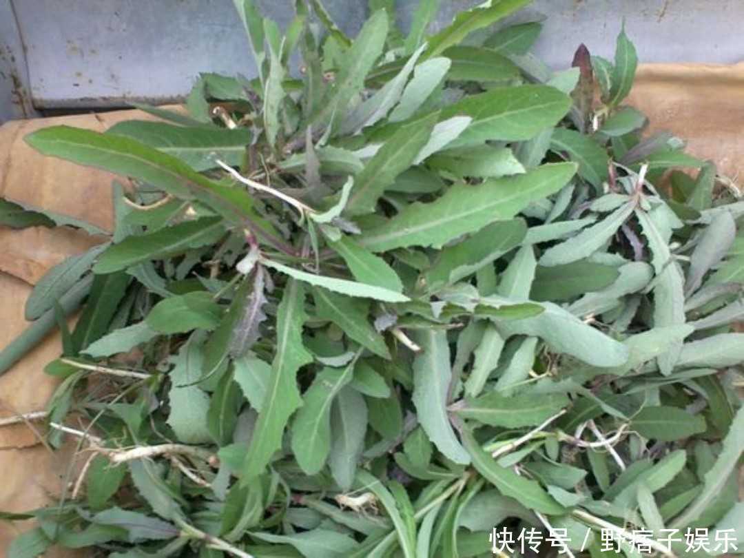  [苦苦菜]农村人看见豆青虫就踩死，城里人却当成宝，一公斤就要1