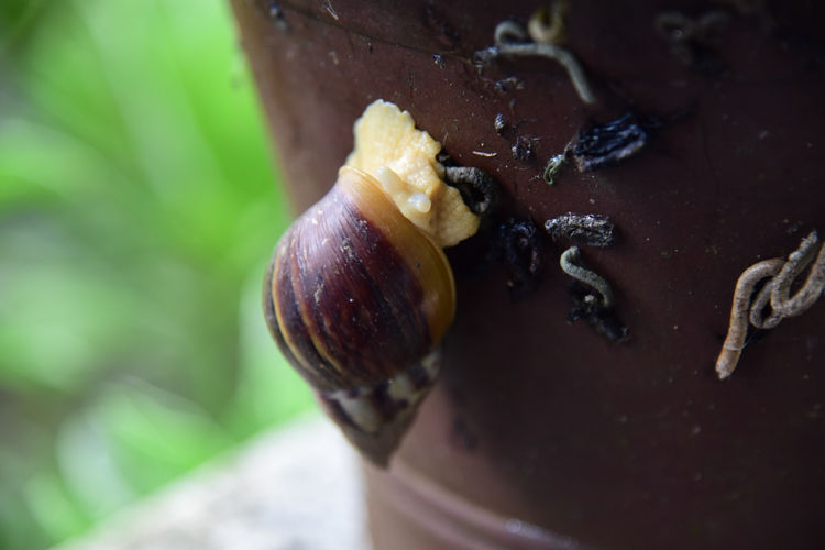  #齐名#它与鱼翅齐名，每亩利润高达万元，养殖的人却很少，农民