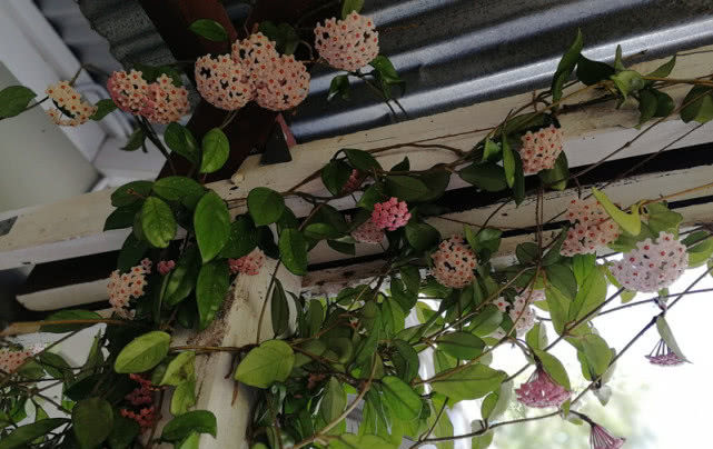  『绿萝』此盆栽花好养如绿萝，花期超长“颜值”高，芳香飘满屋，值得入手！