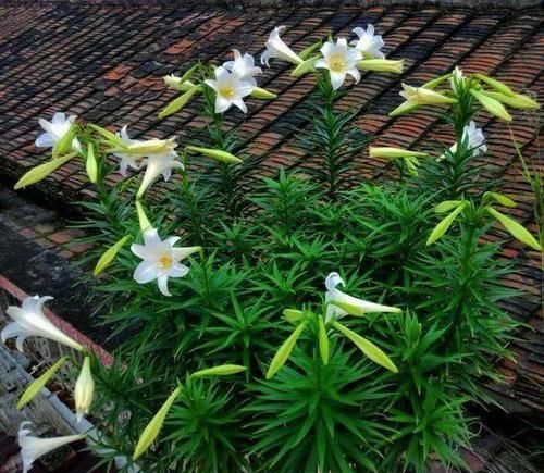 #花盆#开败的百合这样一处理,能长一缸的小球,花盆都不够用!