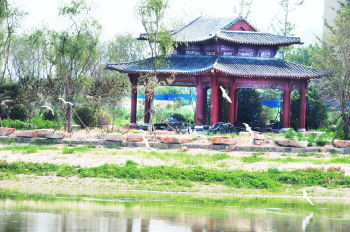 生态恢复显成效 野生白鹭 落户 淄博高铁新城_