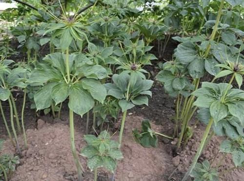 【杂草】别看1种植物像“杂草”,殊不知1斤卖“600元”,比金线莲值钱