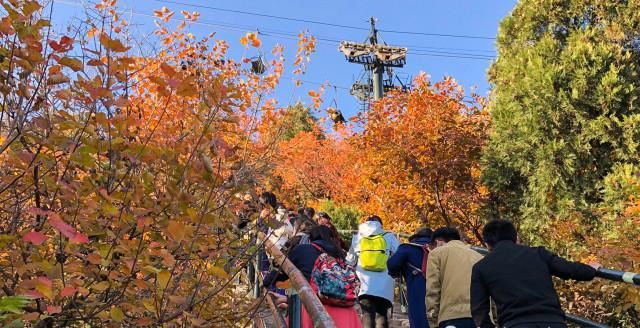 再过几天 这里将超过故宫 成为北京最热门景区