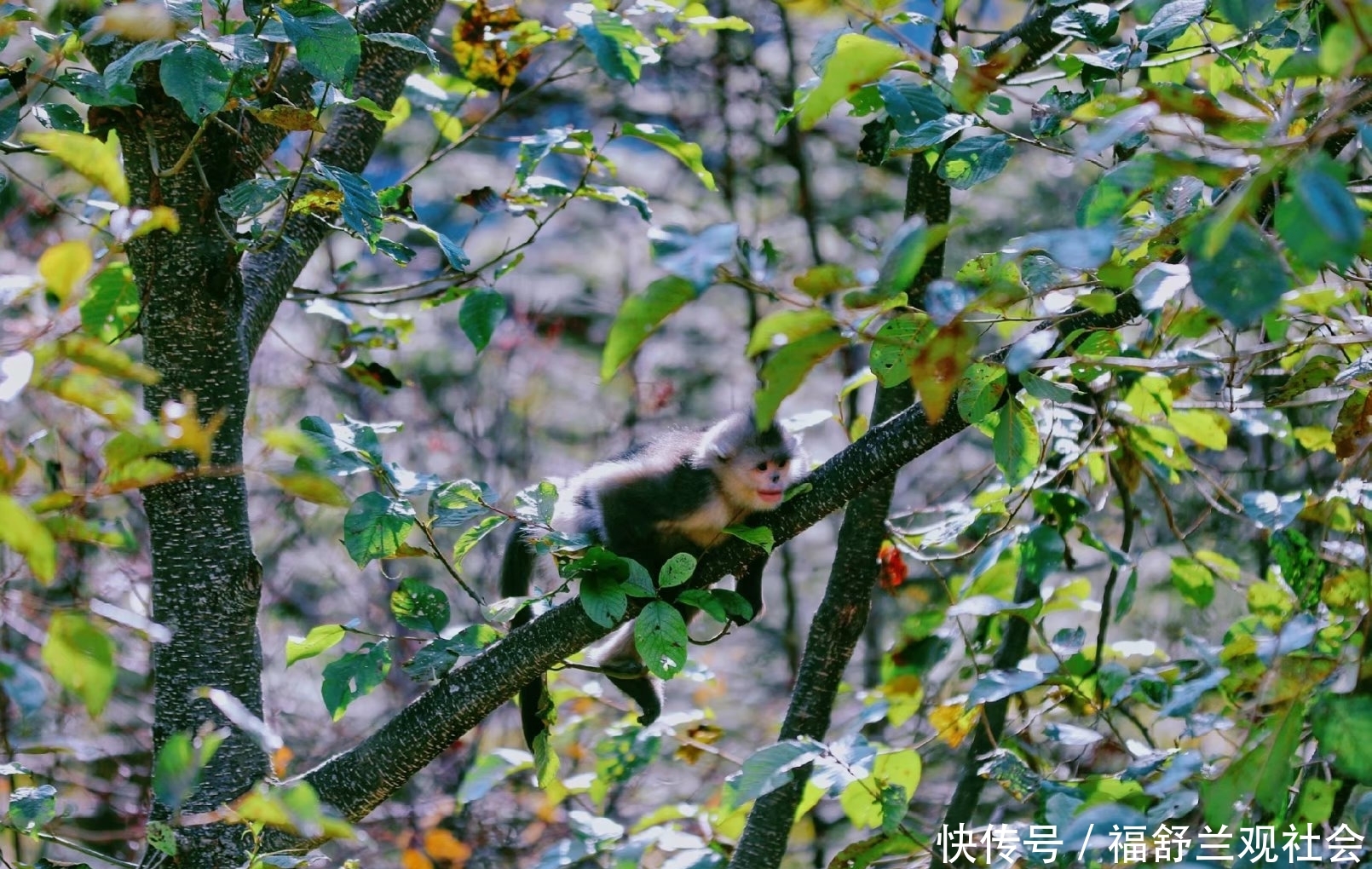 常人唯一能观赏到滇金丝猴的地方,拥有世界上最大规模的滇金丝猴