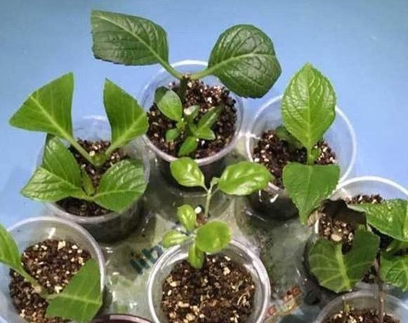 盆栽:盆栽养殖、扦插植物,想要其寿命长、长得旺?就喂点红糖水