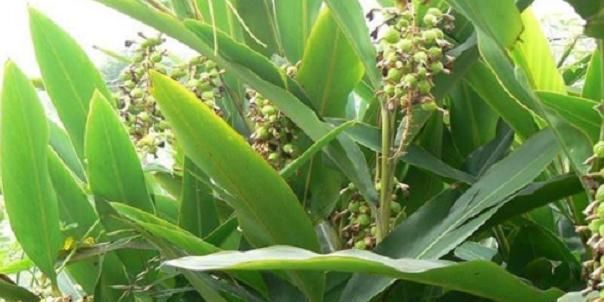  【野果】一种味道奇香的野果，人们把它当成香料，如今却是珍贵