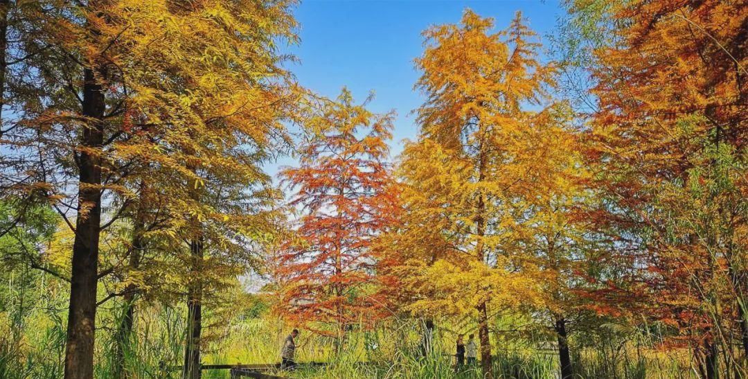 无锡高新区赏叶地图,这里藏着你不知道的最美秋色