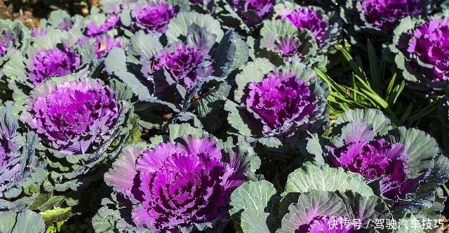  『蔬菜』5种耐寒性很好的蔬菜，冬天阳台盆栽就种它们，零下5度冻不死！