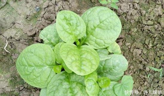 蔬菜:这3种“自种菜”发芽快,放在阳台正合适,想吃直接掐一把