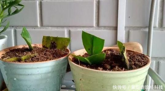  「家里」家里养花选品种有技巧：不要栽种前2款，室内盆栽后4款迎财运