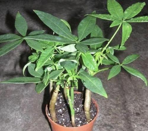  寓意■寓意“发财”的绿植，屋里养“2盆”，比啥花都美，关键镇宅！
