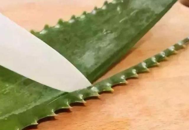  [从头]龟背竹一养就黄叶？每月吃点“它”，叶片亮晶晶，从头绿到尾
