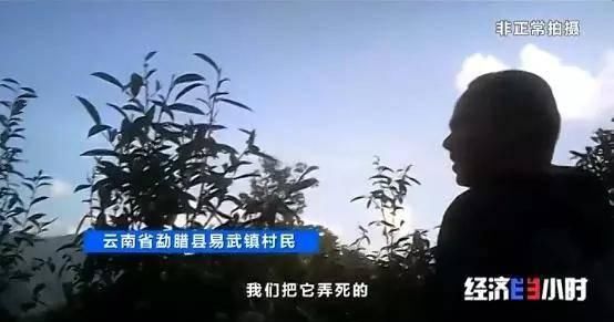 北回归线唯一“绿肺”正在哭泣！保护区森林树木被毒死、被砍伐…