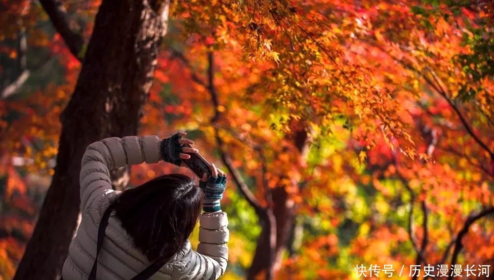 上海进入最佳秋色观赏期,看看绚丽秋色中的上海植物园有多美