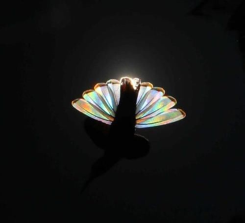 太美了！摄影师在阳光下拍摄蜂鸟，拍到“意想不到的一幕”