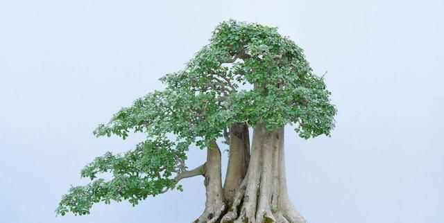  『就可以』没人要的“老丝瓜”，拿回家简单处理，就能变成“养花”小帮手！