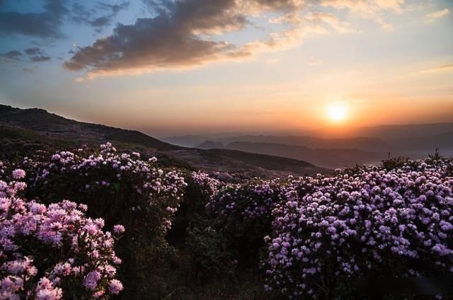  「樱花」中国这些花开成海的地方，美极了