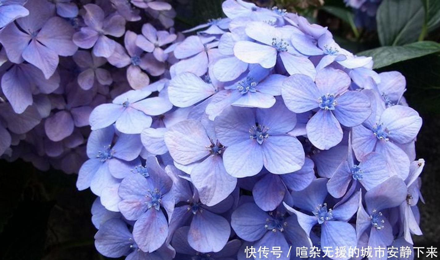 『阳光』院子里有阳光的时长大概4个小时,可以栽种一些什么花卉?