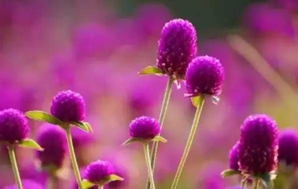 前方花海高能，这些花儿你能认出几种？