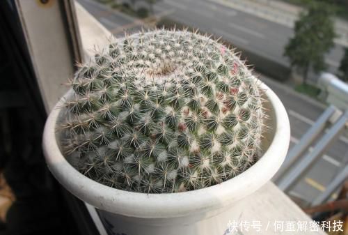 养护:她养了一盆仙人球,开出100朵小红花,美极了,邻居看来都羡慕!